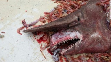 Goblin Shark Caught in the Gulf of Mexico