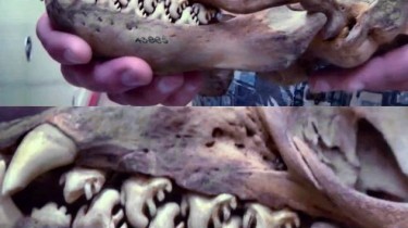 The Amazing Teeth of a Crabeater Seal