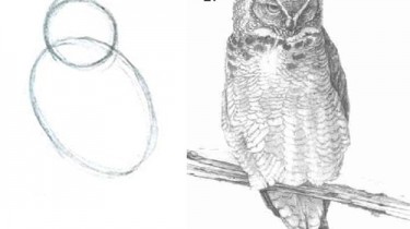 How to Draw an Owl