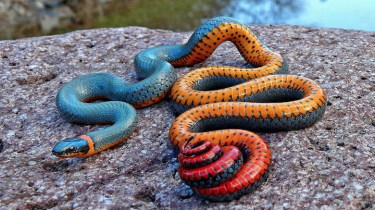 An Amazing Regal Ring-Neck Snake