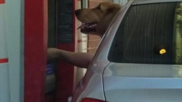 Dog Just Needs to Get Some Money from the ATM