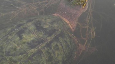 Just Trying to Catch a Fish When This Turtle Came Along