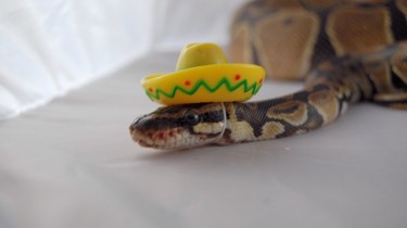 A Snake in a Sombrero