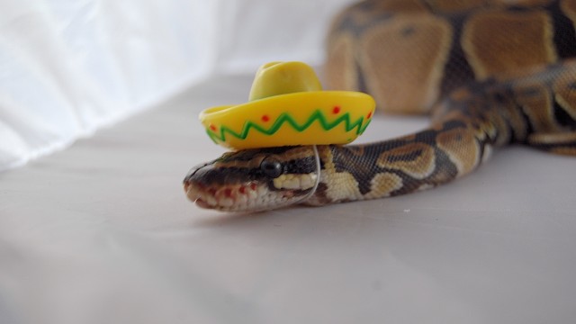 A Snake in a Sombrero