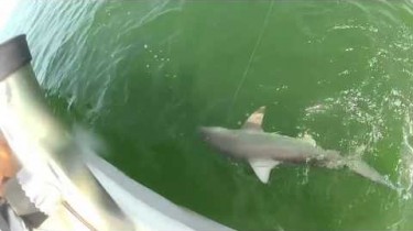Goliath Grouper Swallows a 4-Foot Shark Whole