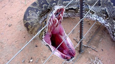 Holy Fucking Teeth On This Motherfucking Snake