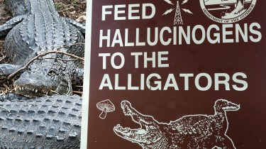 Please Do Not Feed Hallucinogens to the Alligators