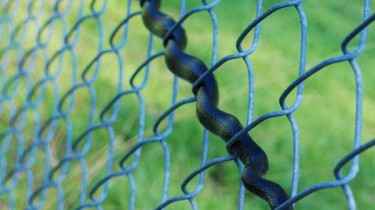 Snake Weaves Itself Through a Chain-Link Fence