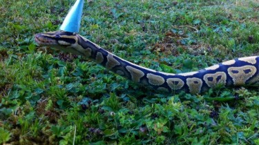 Snake in a Blue Birthday Hat