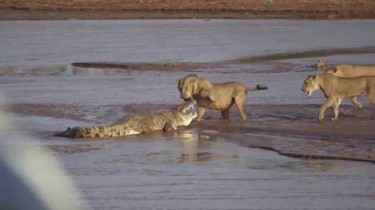 Three lionesses attack croc in kenya