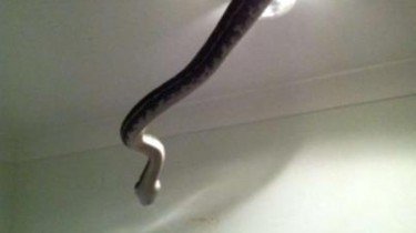 A Snake Coming Out of a Ceiling Lap in a Private Bathroom