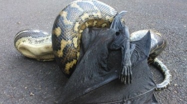 A Snake Swallows a Flying Fox in Australia