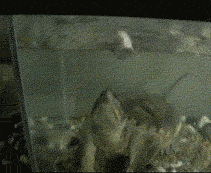 Mouse Gets Ripped In Half By a Turtle