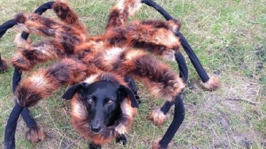 Mutant Giant Spider Dog