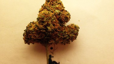 Newton Discovers Gravity Marijuana Style