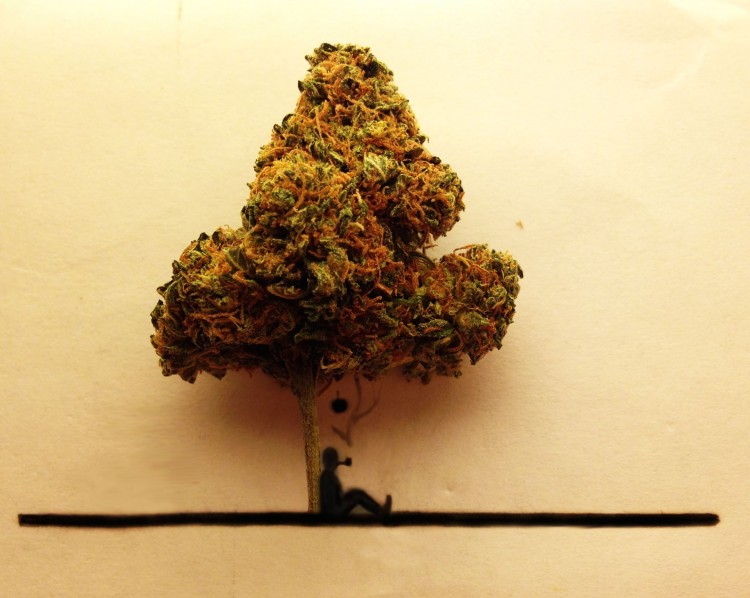 Newton Discovers Gravity Marijuana Style