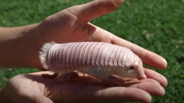 Pink Fairy Armadillo Looks Remarkably Like a Penis