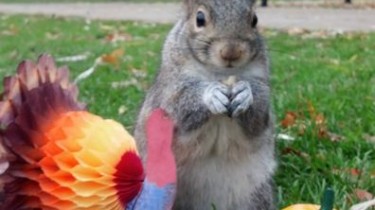 Sneezy the Penn State Squirrel Celebrates Thanksgiving