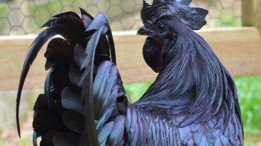 The All Black Chicken is a Regal Looking Creature