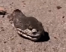 This Disembodied Snake Head Can Still Kill You