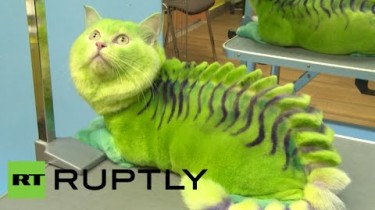 russian pet salon turns cat into dragon