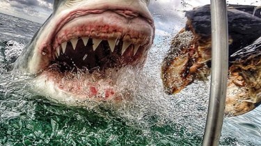 Amanda Brewer Snapped Great White