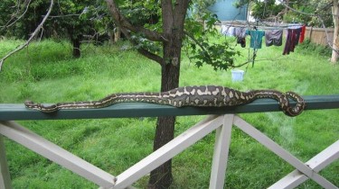 Picture of a Cat Swallowed by a Snake