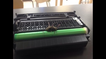 Printer Jammed by a Mouse