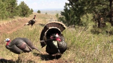 Turkey Decapitated by an Arrow