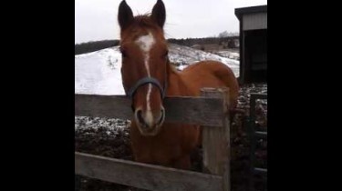 horse flapping sounds like fapping