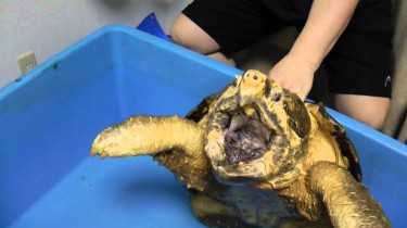 vicious snapping turtle eats watermelon